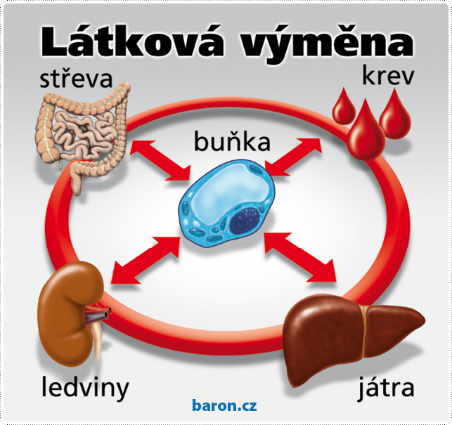 clanek-priciny-nemoci-lidi-latkova-vymena-prirodni-lekarna-pro-lidi kopie